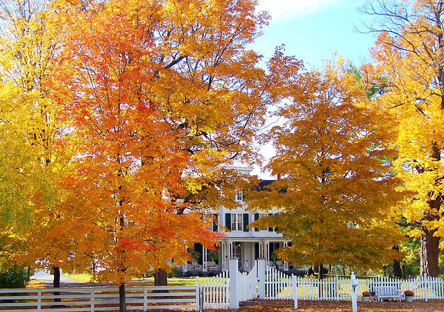 A Northern Virginian white house with a white picket fence during the fall time covered with falling trees. 