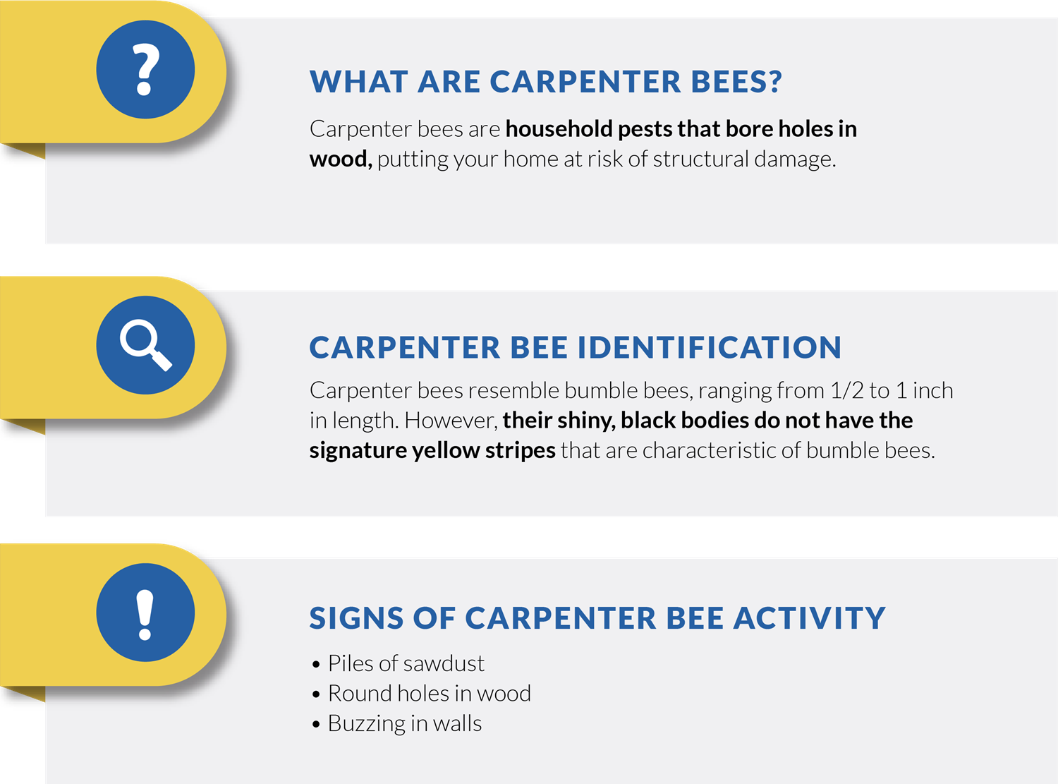 carpenter bee infographic