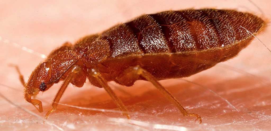 bed-bug-treatment-and-prevention