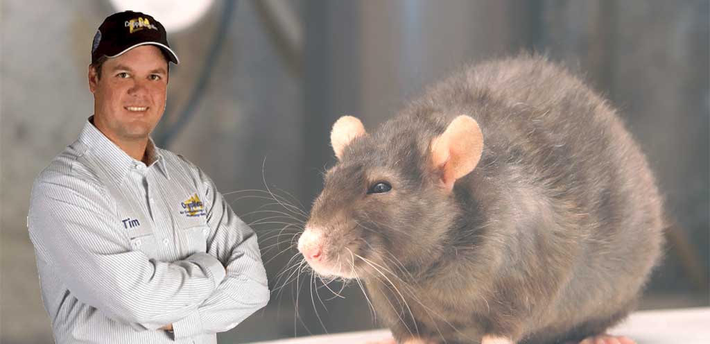 rodent-and-wildlife-prevention-and-removal