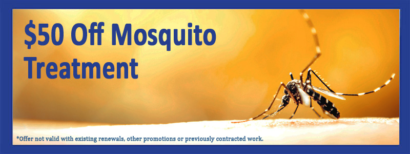 2016-Mosqutioes-50-Off