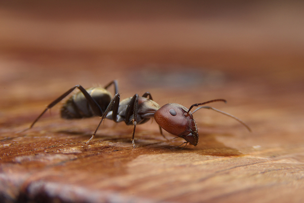 Ant