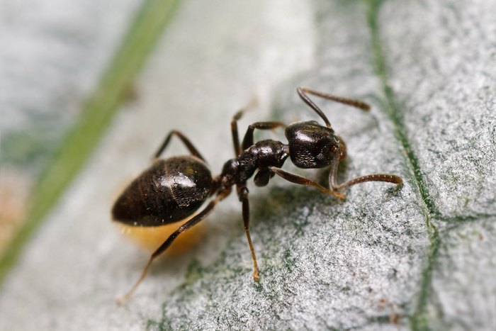 Close up of a black house ant crawling across a surface in a house. 