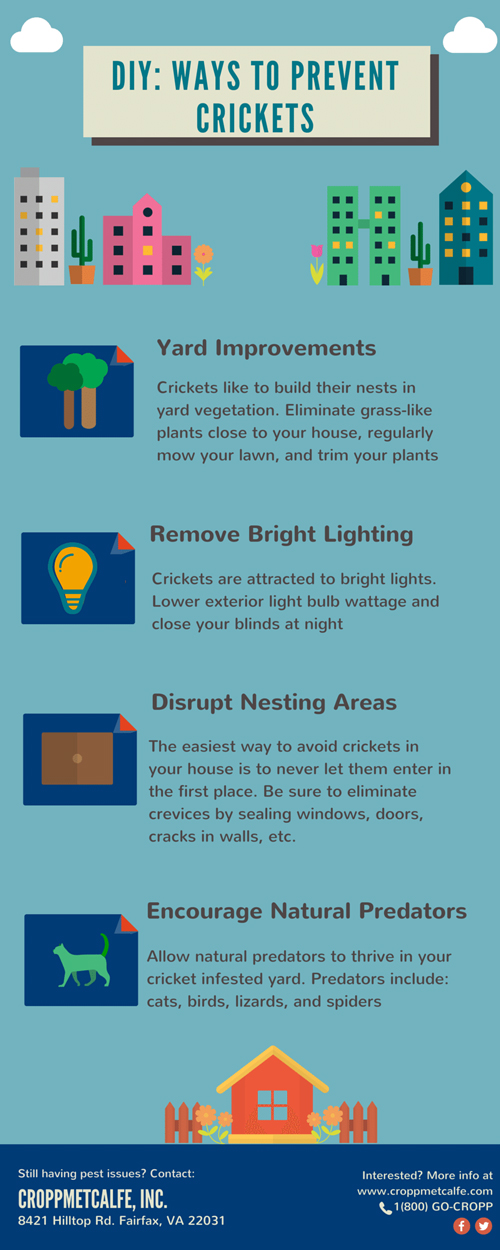 DIY-CM-Cricket-Prevention-Infographic