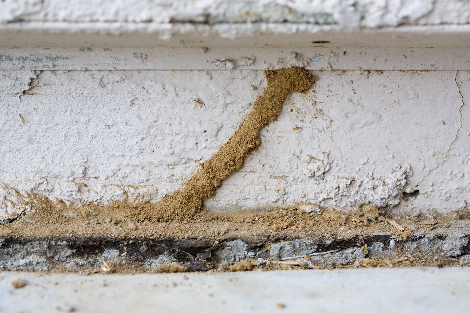 bigstock-Termites-Mud-Tube-3757450