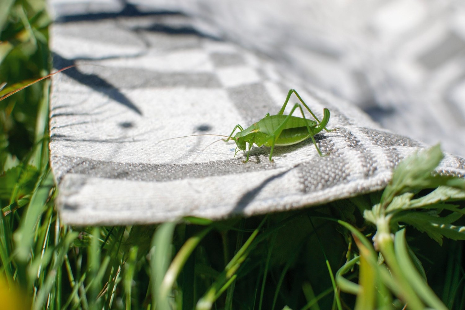 A green six-legged cricket crawling across a checkered picnic blanket that is spread across grass. 
