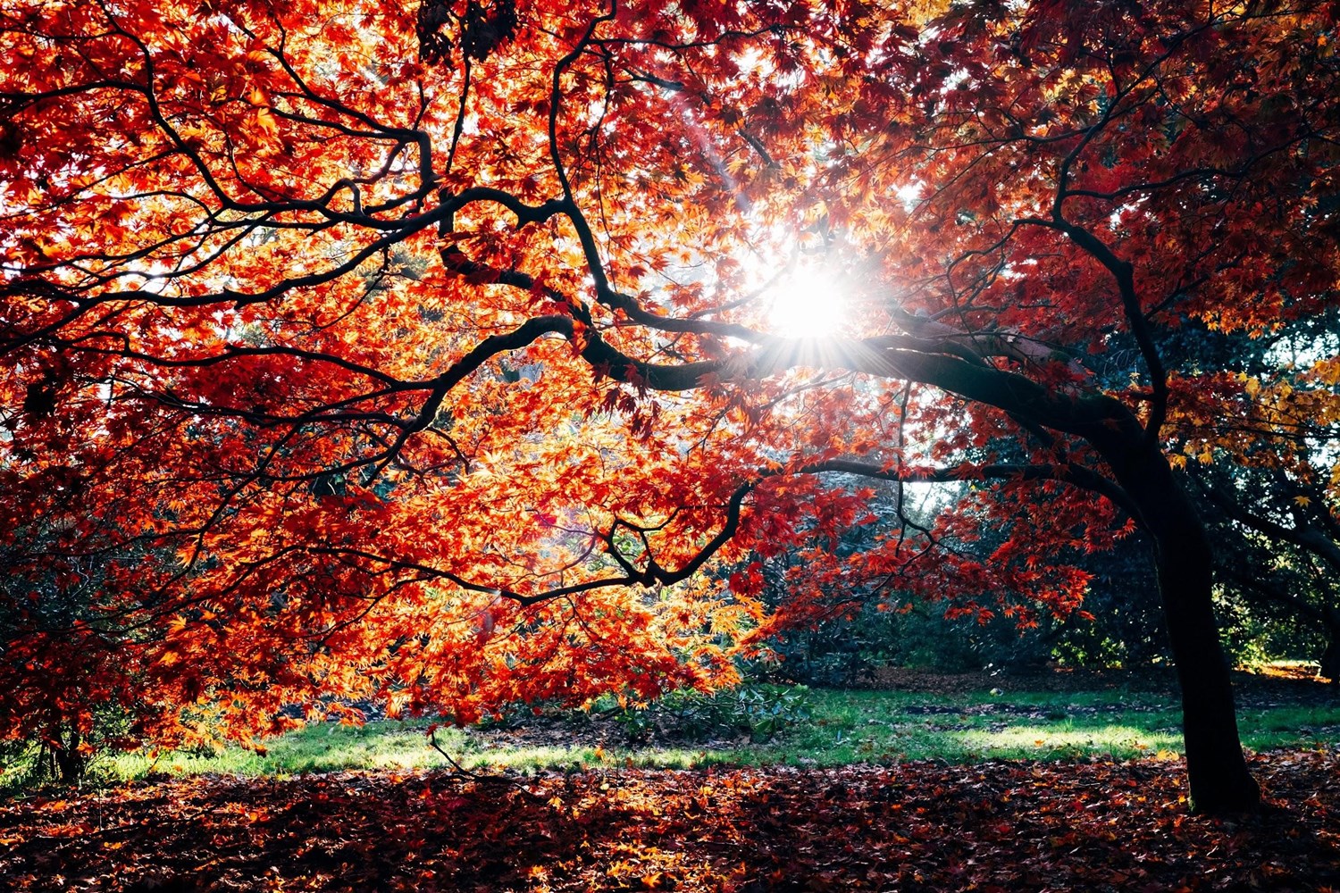 Tree in the middle of a yard that is covered with red and orange leaves in the Fall. 