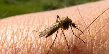 Mosquito-Callout