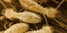 Spring-Termite-Tip