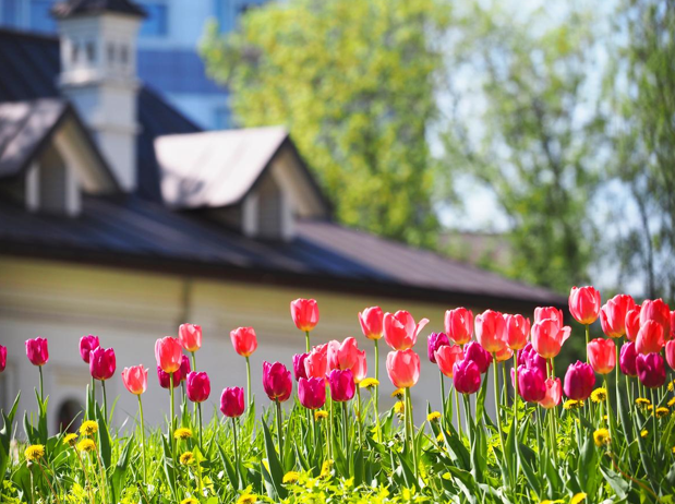 Front yard of a suburban home that is covered with bright pink flowers and dandelions flowers.  