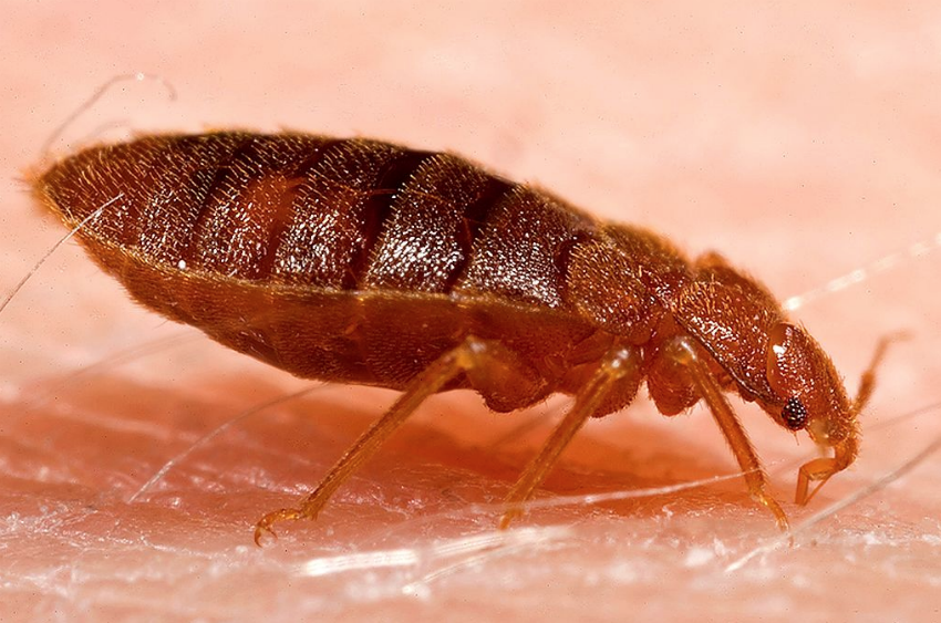 bed-bugs-2