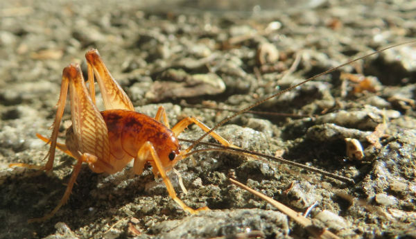 Enlarged six-legged insect, known as a camel cricket or cave cricket, crawling on a gravel surface. 
