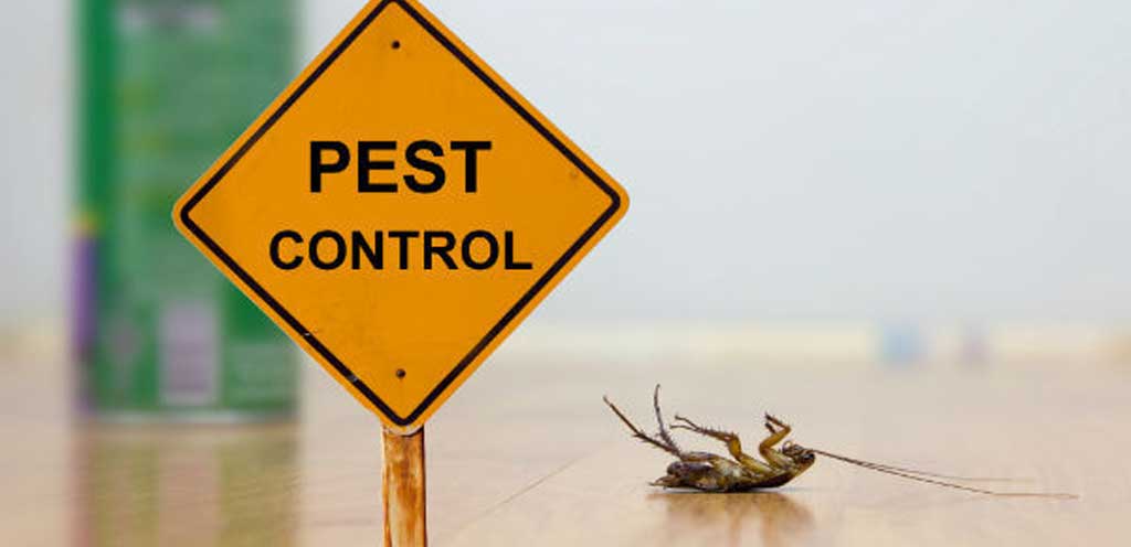 Pest Control Service Near Me