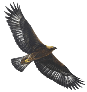 eagles_nest