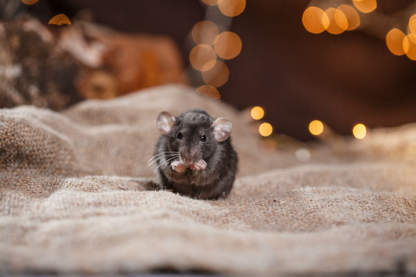 A mouse seeking shelter from the chilly D.C. winter in a suburban home. 