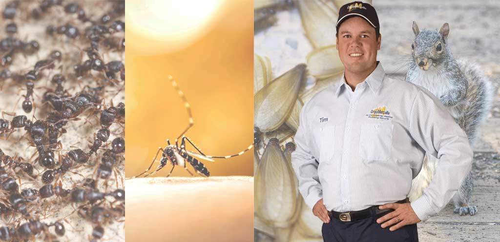 Recent Reviews - Bed Bug Exterminators Washington DC - MD - VA