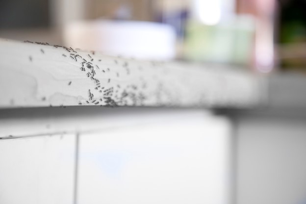 Kitchen countertop that is covered with a colony of ants crawling across the surface. 