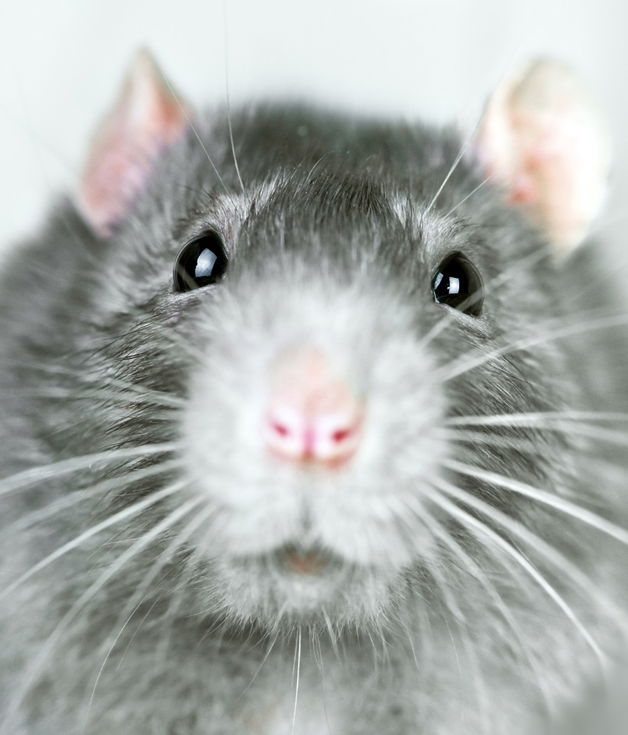 rodent-removal-and-exclusion-fairfax-va
